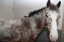 Cheval gris truité à la tête blanche, dans son box.