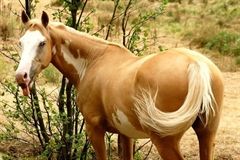 Cheval palomino à la crinière blanche, au pré.
