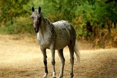 Cheval appaloosa gris moucheté, debout au pré.