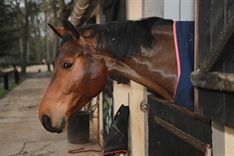 Cheval bai passant la tête par la porte de son box.