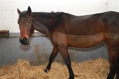 Cheval bai foncé sur la paille de son box.