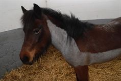 Cheval bai à la crinière noire, dans son box.
