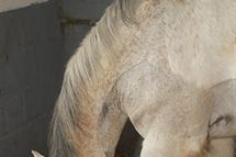 Cheval gris clair dans sa stabulation.