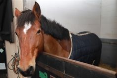 Cheval bai à la liste blanche, sous sa couverture, dans son box.