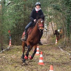Cavalier en slalom entre des plots, sur un parcours en terrain varié.