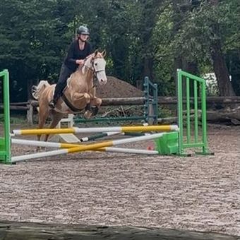 Poney clair franchissant des barres colorées dans la carrière.