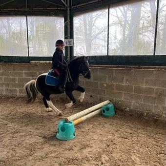 Poney et cavalière au travail dans le manège couvert.