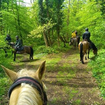 Vue depuis la selle : des cavaliers avancent sur un chemin en sous-bois.