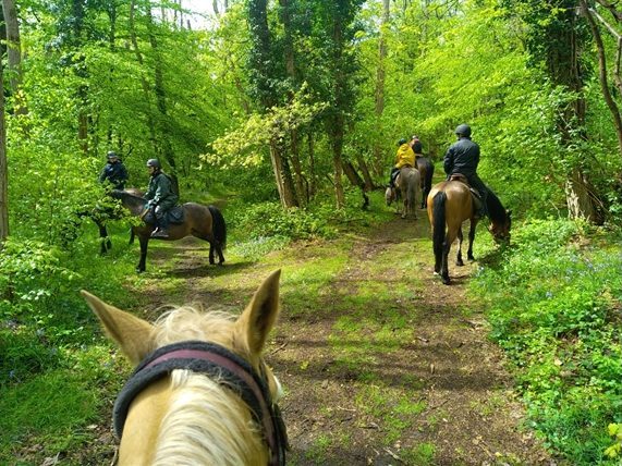 Vue depuis la selle : des cavaliers avancent sur un chemin en sous-bois.