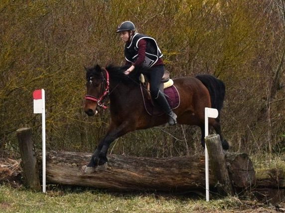 Cavalière franchissant un tronc d'arbre sur un parcours en terrain varié.